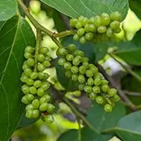 Audifort ingredient-5